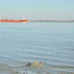 A harbour seal just released after attachment of a tag (credit Nina Maurer, TiHo-ITAW)