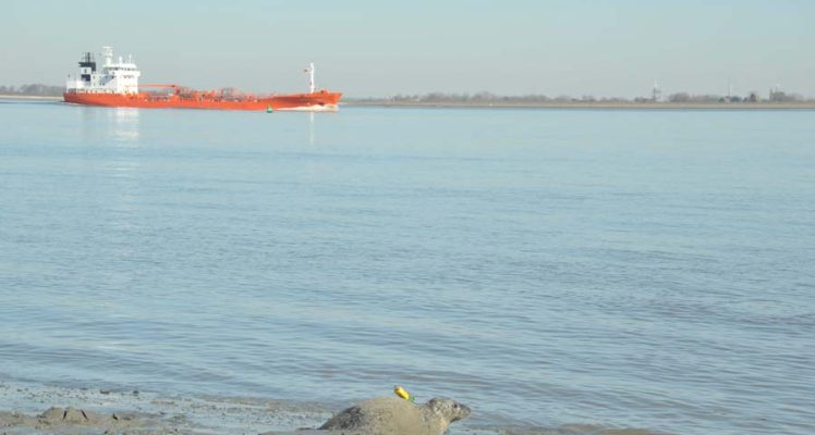 Assessing exposure of harbour seals to maritime traffic noises