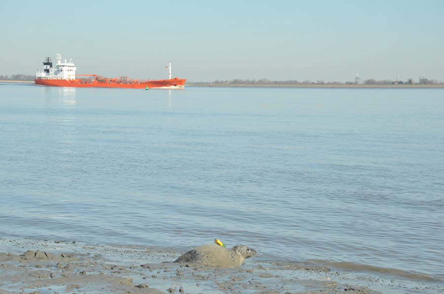 A harbour seal just released after attachment of a tag (credit Nina Maurer, TiHo-ITAW)