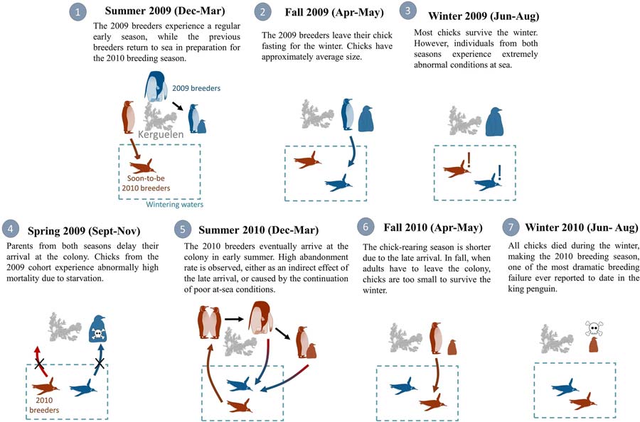 Proposed hypothesis retracing the events leading to the breeding failure in 2009 and 2010