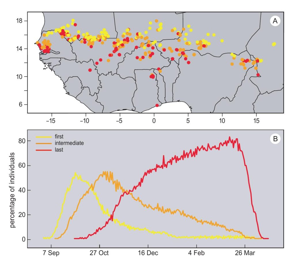 Wintering sites of European GPS- and satellite-tracked Montagu's harriers