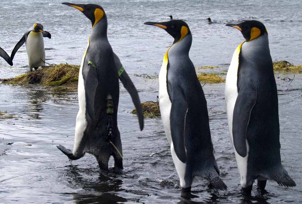 Understanding Catastrophic Breeding Seasons in a Large Colony of King Penguins