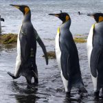 several adult king penguins, one with an Argos PTT (credit C.A. Bost/CEBC-CNRS)