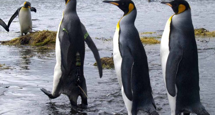 Understanding Catastrophic Breeding Seasons in a Large Colony of King Penguins