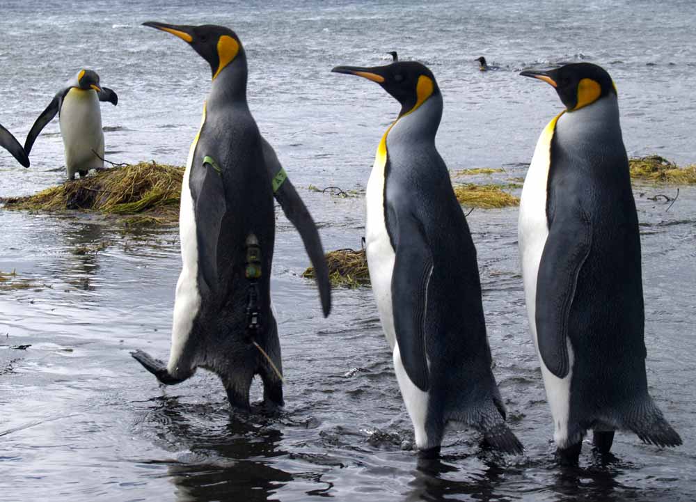 Several adult king penguins, one with an Argos PTT (credit C.A. Bost/CEBC-CNRS) several adult king penguins, one with an Argos PTT (credit C.A. Bost/CEBC-CNRS)