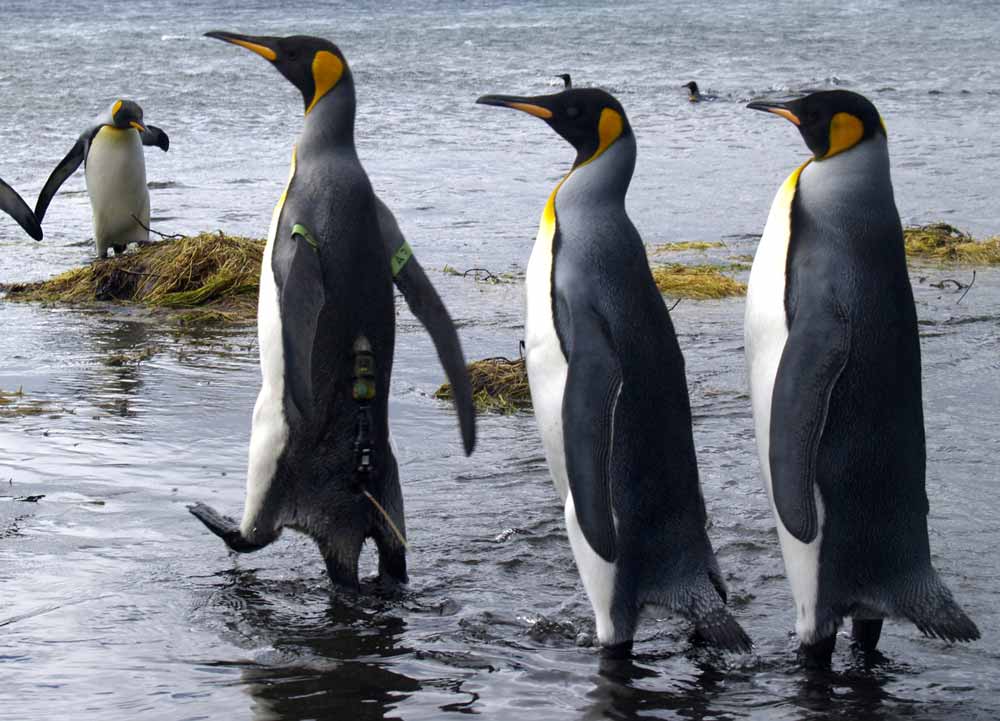 several adult king penguins, one with an Argos PTT (credit C.A. Bost/CEBC-CNRS)