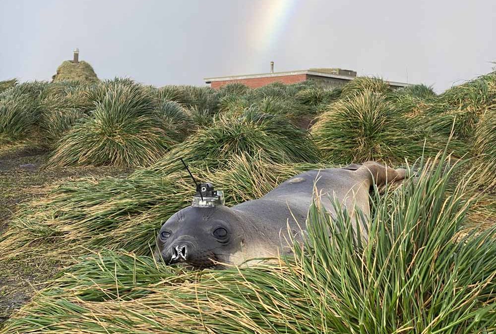 Seals Help in Assessing the Bathymetry around Antarctica