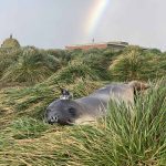 an elephant seal with an Argos PTT (credit Rob Harcourt)