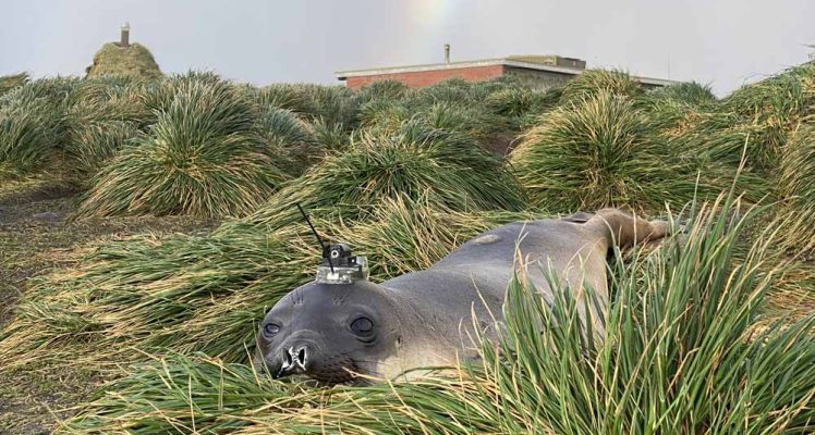 Seals Help in Assessing the Bathymetry around Antarctica