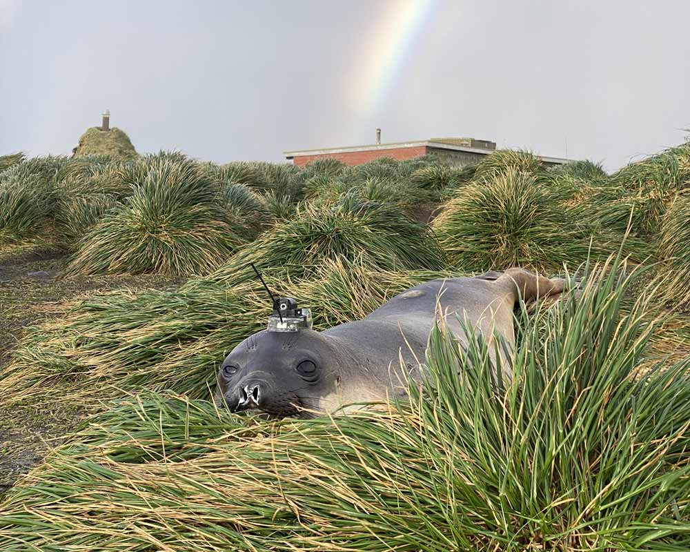 an elephant seal with an Argos PTT (credit Rob Harcourt)