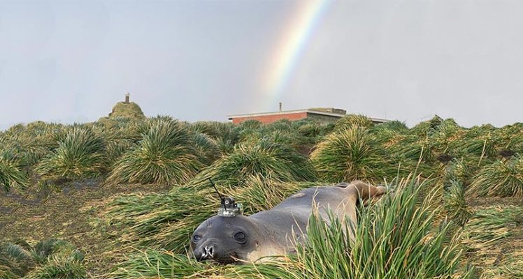 Seals Help in Assessing the Bathymetry around Antarctica