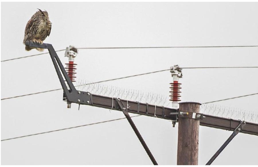 Eagle-Owl perching on a power-pole with deterrent devices fitted. Photo: Karl-Otto Jacobsen. (from [Nygård et al., 2023])