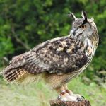 An eagle-owl, Huw Edwards for unsplash