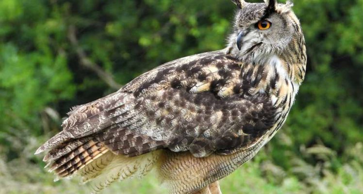 Eagle-owls perching on powerlines