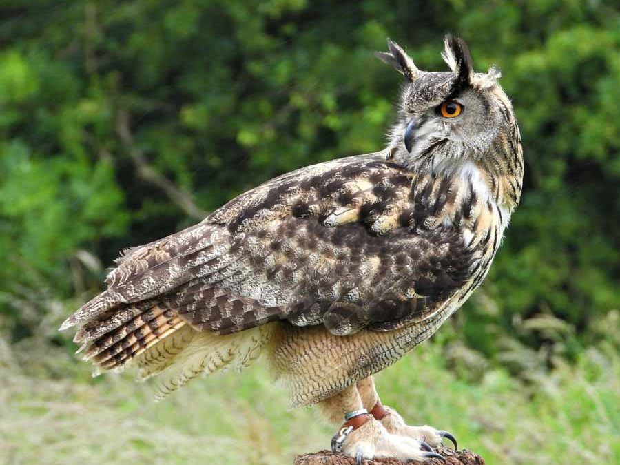 Eagle-owls perching on powerlines