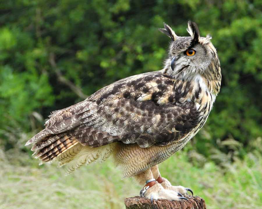 An eagle-owl, huw edwards for unsplash