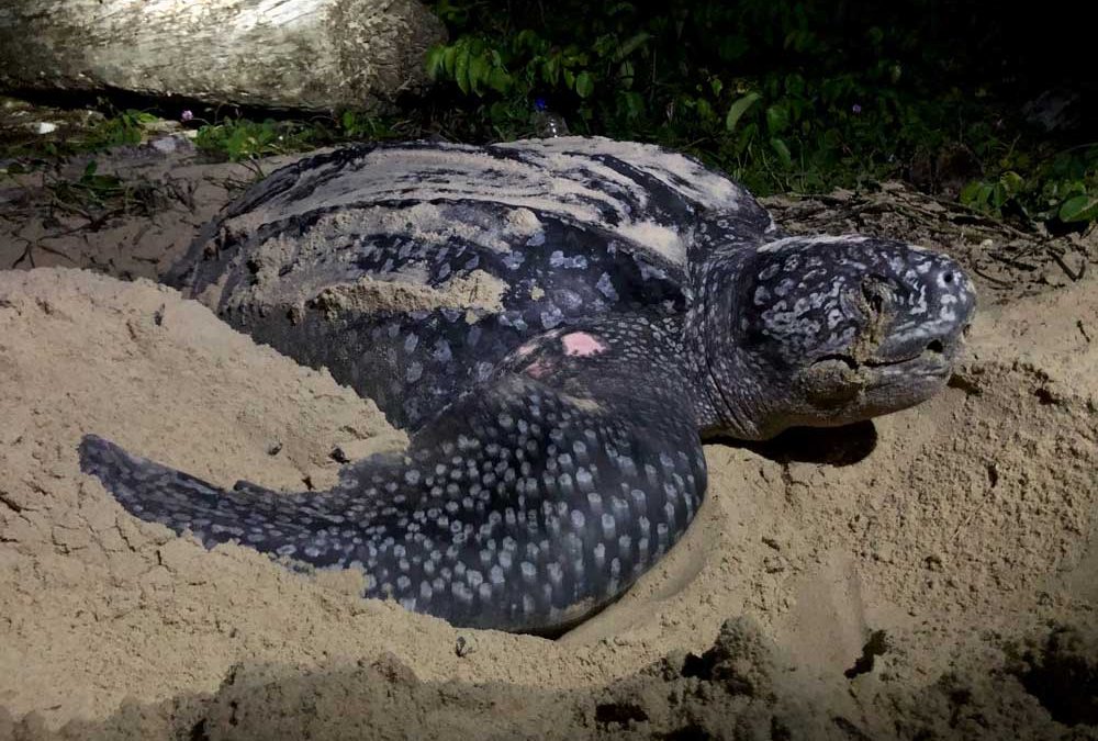 Leatherback turtles nesting in Equatorial Guinea
