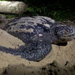 Leatherback turtle nesting on a beach in Gabon (credit F. Garzon)