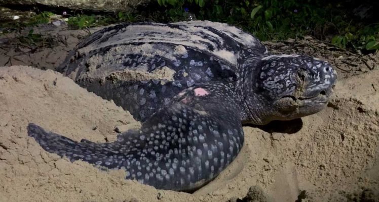 Leatherback turtles nesting in Equatorial Guinea