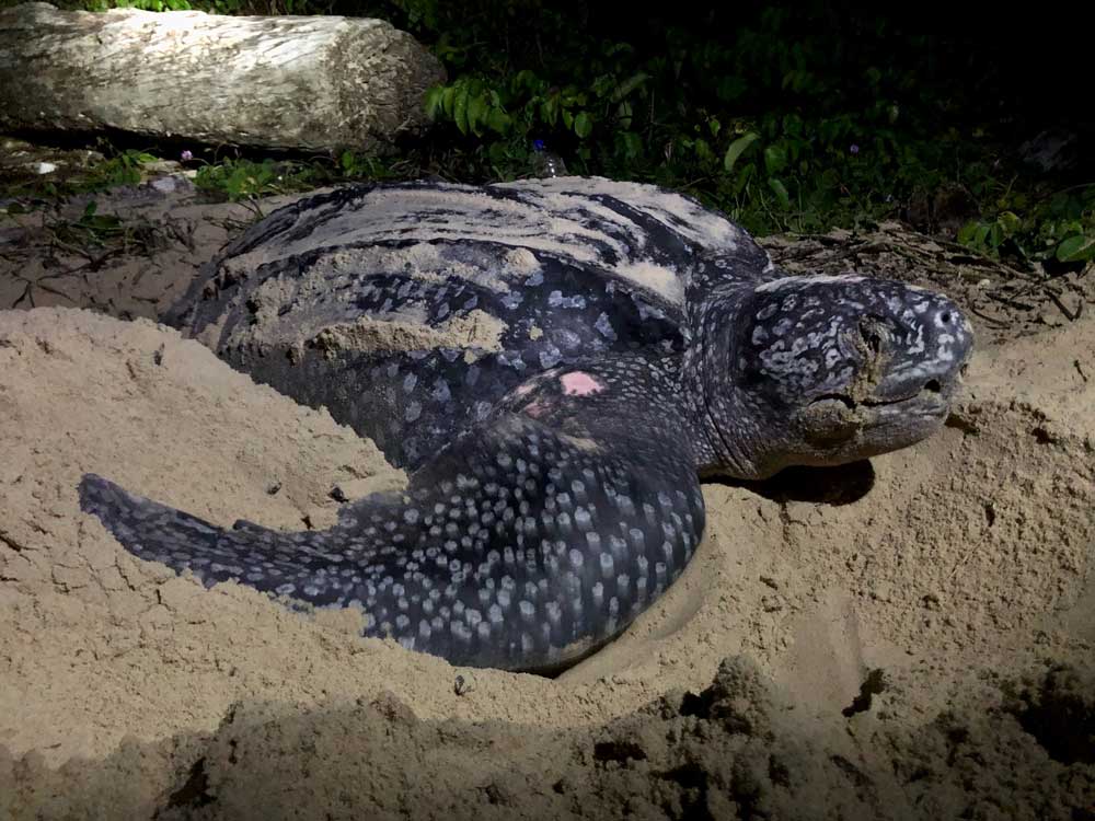Leatherback turtle nesting on a beach in Gabon (credit F. Garzon) Leatherback turtle nesting on a beach in Gabon (credit F. Garzon)