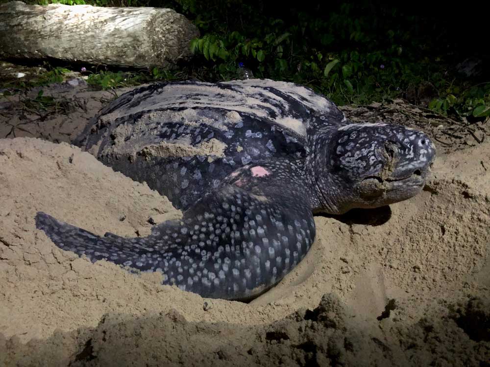 Leatherback turtle nesting on a beach in Gabon