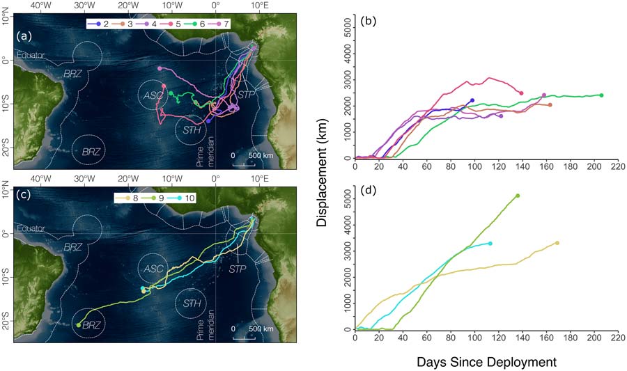 Post-nesting migratory dispersal of leatherback turtles satellite tagged in Bioko, Equatorial Guinea.