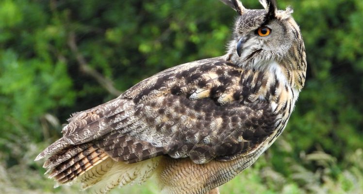 Eagle-owls perching on powerlines