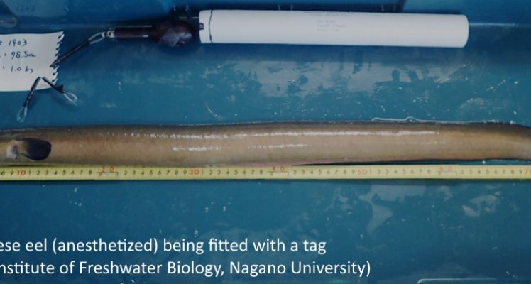 Tracking Japanese eels