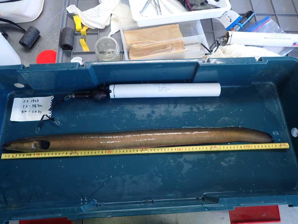 a Japanese eel (anesthetized) being fitted with a tag (credit Institute of Freshwater Biology, Nagano University) a Japanese eel (anesthetized) being fitted with a tag (credit Institute of Freshwater Biology, Nagano University)