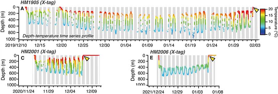 Temperature and depth profiles of three tagged eels released from the Tokai region