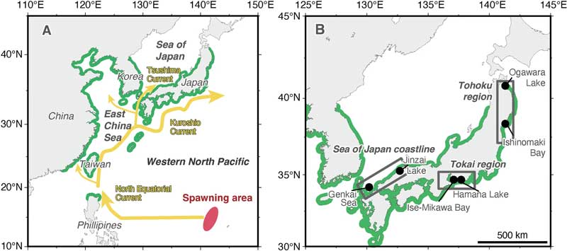 The distribution area of the Japanese eel and the research sites of the present study