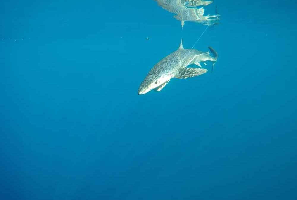Blue sharks in the Western Mediterranean Sea