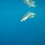 a blue shark (Credit F. Poisson, Ifremer)