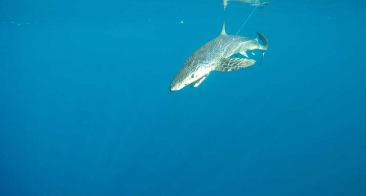 Blue sharks in the Western Mediterranean Sea