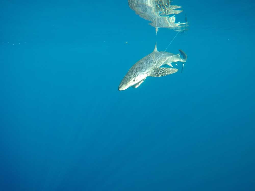 a blue shark (Credit F. Poisson, Ifremer)