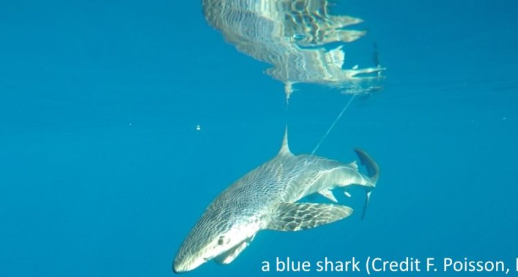 Blue sharks in the Western Mediterranean Sea