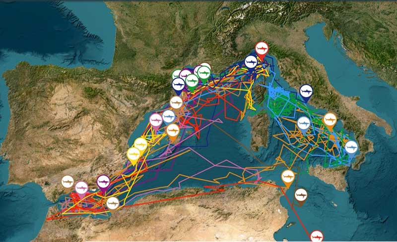 Tracks of all the 39 tagged blue sharks