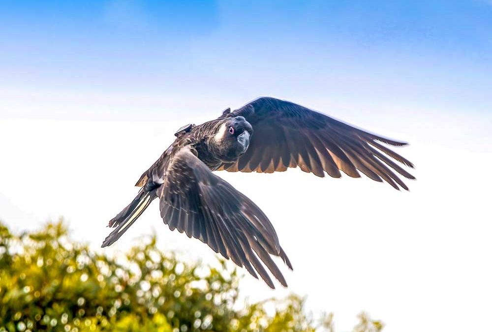 Canola, a mixed blessing for Carnaby’s cockatoos?