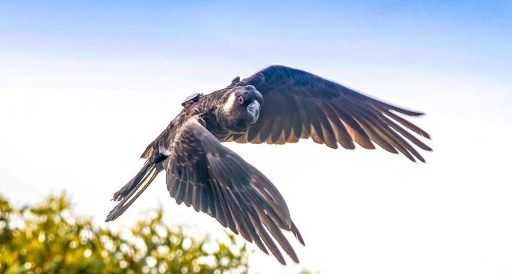 Canola, a mixed blessing for Carnaby’s cockatoos?