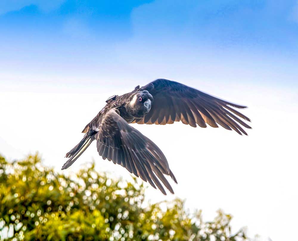 Male Carnaby's cockatoo with back-mounted GPS tag. (from [Riley et al., 2023]). Argos PTT was attached to the ventral side of the two central tail feathers, and thus is not visible.