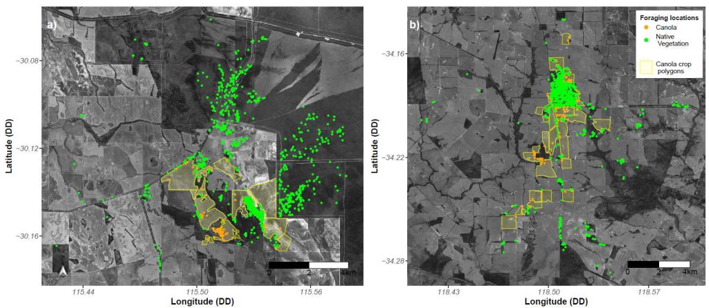 GPS locations where cockatoos were foraging on either canola (orange dots) or native vegetation (green dots) at a) Coomallo Creek, and b) Borden. Yellow polygons indicate canola crops (only canola crop polygons intersecting with foraging locations are depicted) ) (from [Riley et al., 2023]).
