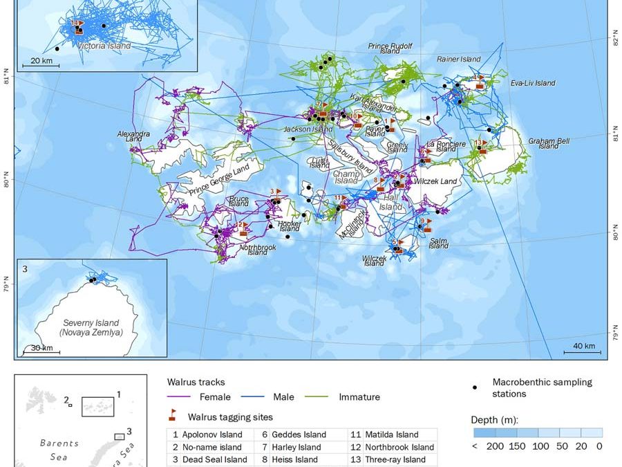 Tracks of tagged walruses