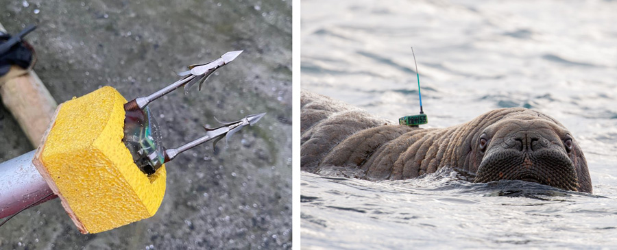 A tagged walrus in water (from [Solovyova et al., 2023]).