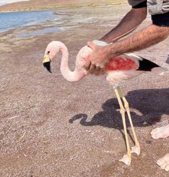 An Andean Flamingo with an Argos PTT