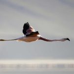 Flamingo in flight Taken at Laguna Canapà - the altiplano - Bolivia