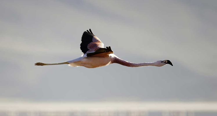 Using Argos to decide conservation measures to protect Andean flamingos