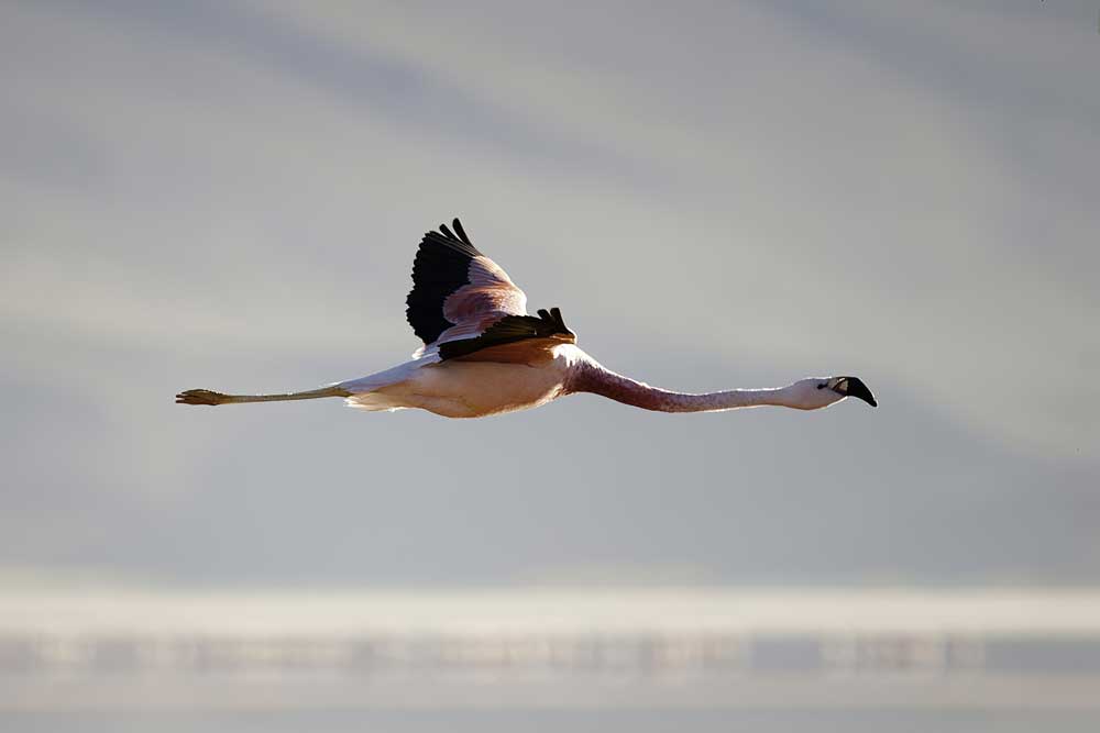 Flamingo in flight Taken at Laguna Canapà - the altiplano - Bolivia
