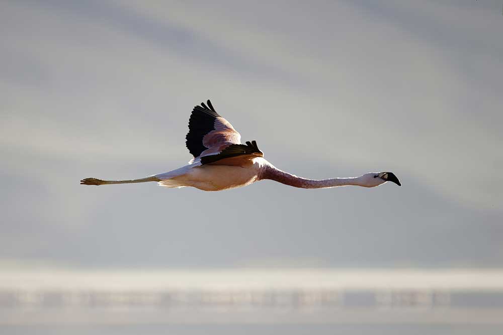 Using Argos to decide conservation measures to protect Andean flamingos