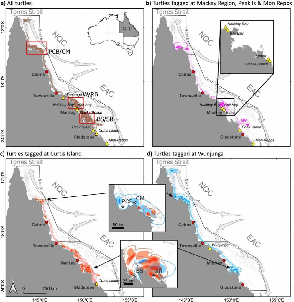 Flatback turtle tracks and mean foraging areas