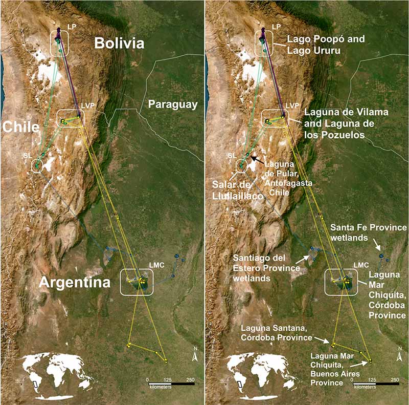 Movement trajectories and sites visited by tracked Andean Flamingos